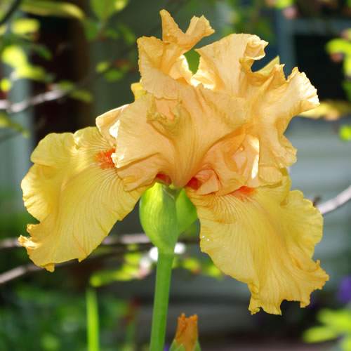 Iris germanica Good Show